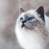 ポム