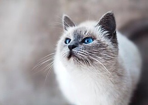 ポム